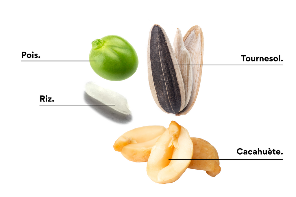 #ingredients